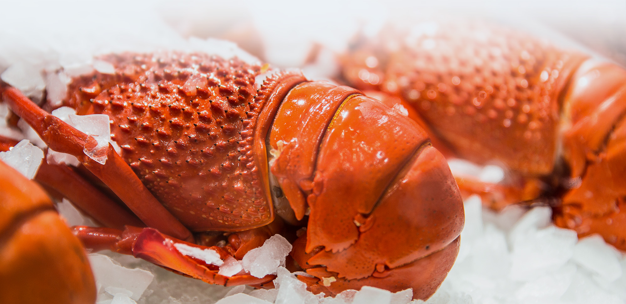Fresh Seafood Delivery Sydney Order seafood online