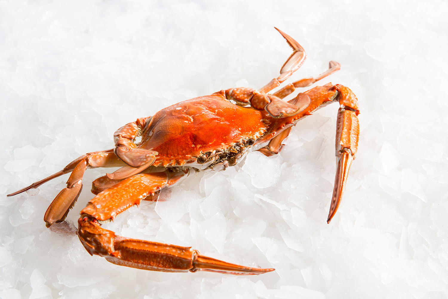 Blue Swimmer Crab Crab Delivery Sydney Manettas Seafood Market