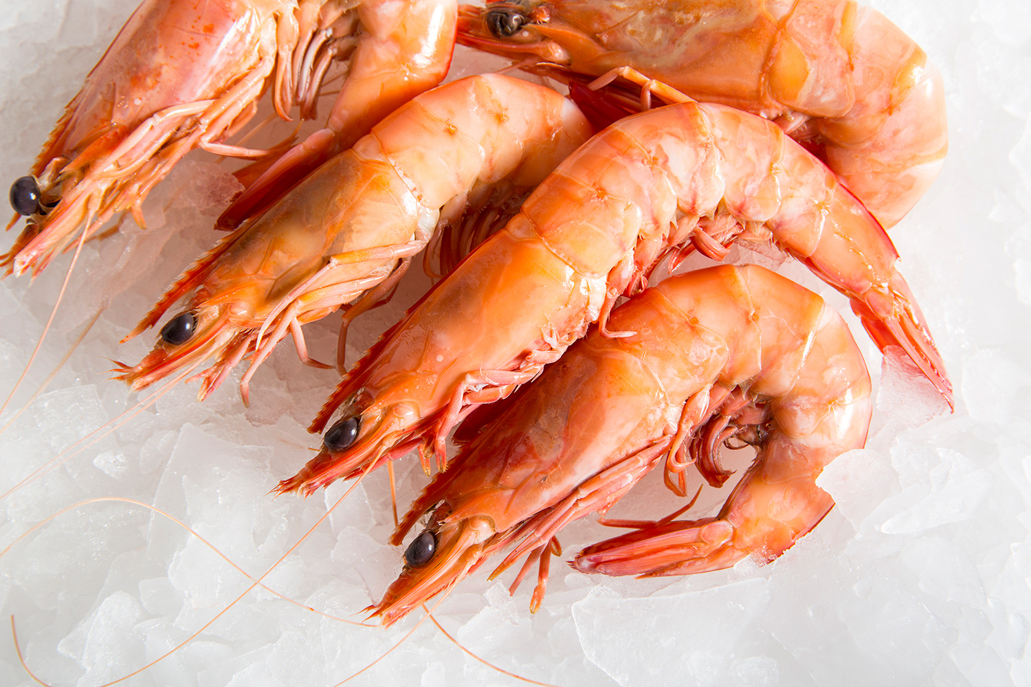 ocean-king-prawns-cooked-manettas-seafood-market