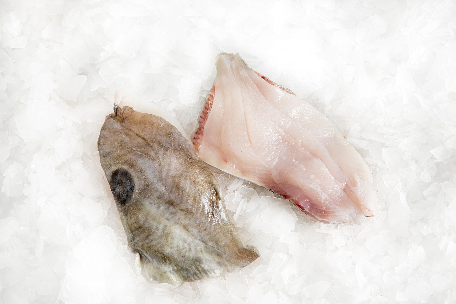 Fresh John Dory Fillets Delivery Seafood Market