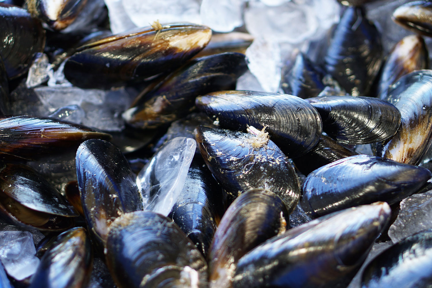 Bulk Buy Black Mussels